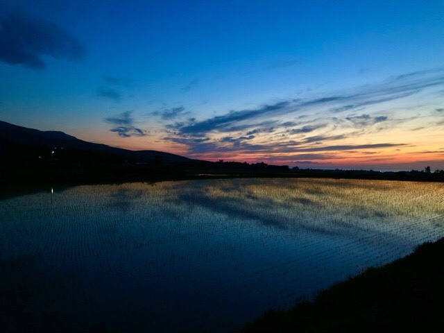 田んぼの景色と夕焼けのコラボが綺麗な時期です
