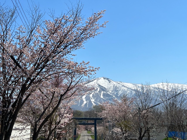 桜が咲き始めた岩内町の風景2022年