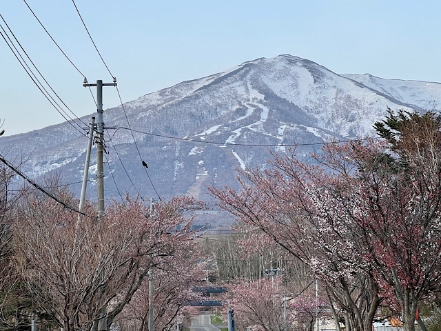 岩内岳と桜