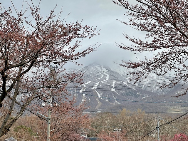岩内岳と桜