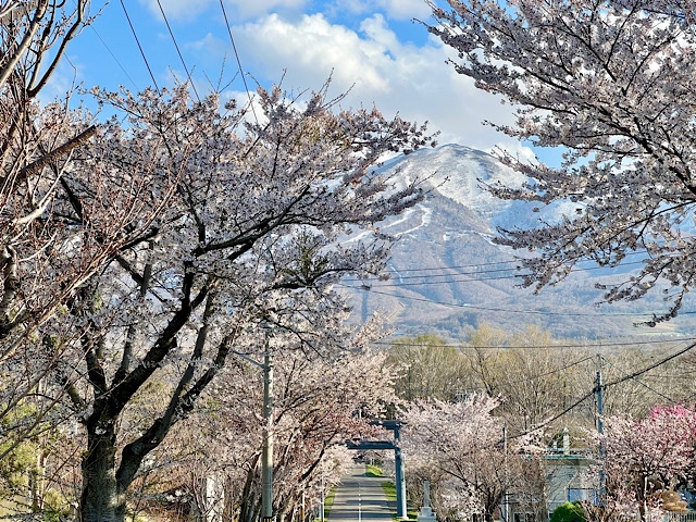 岩内神社参道の桜並木