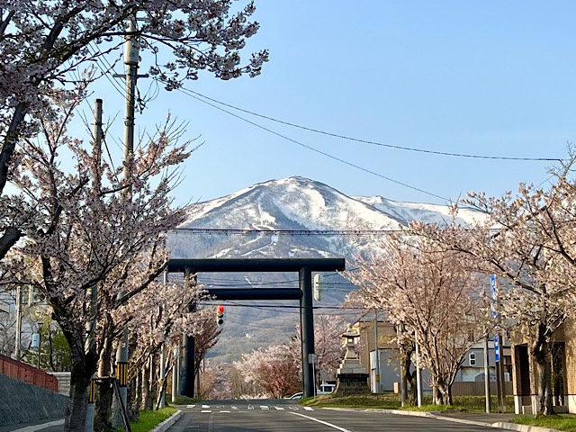 岩内岳と桜の開花