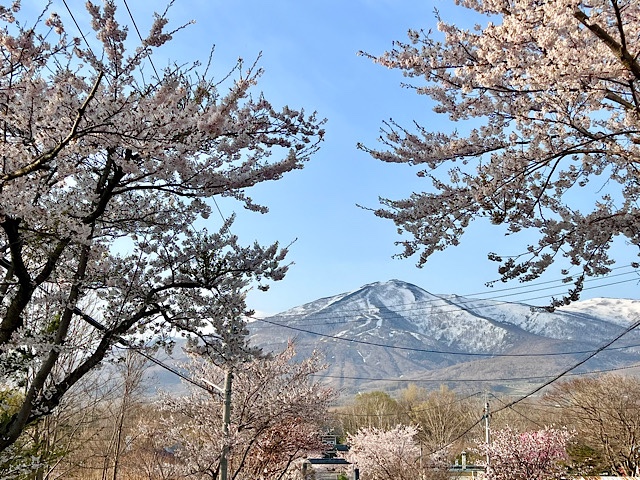 岩内岳と桜の開花