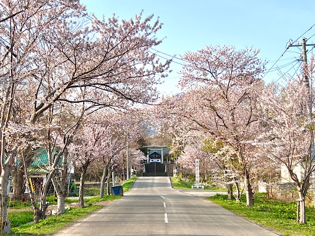 岩内神社参道の桜開花