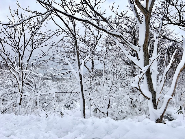 敷島内積雪