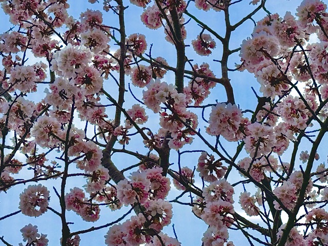 北海道岩内町の桜の開花が始まりました～2024年4月23日～