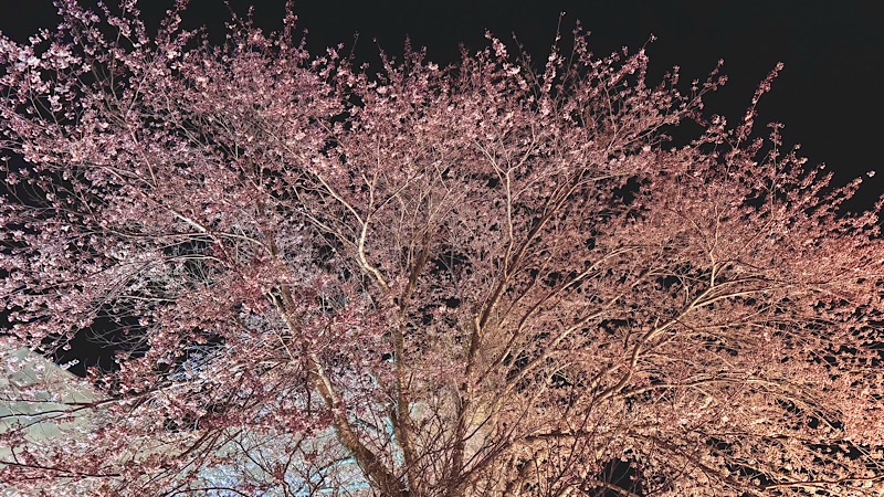 蓮華寺夜桜ライトアップ