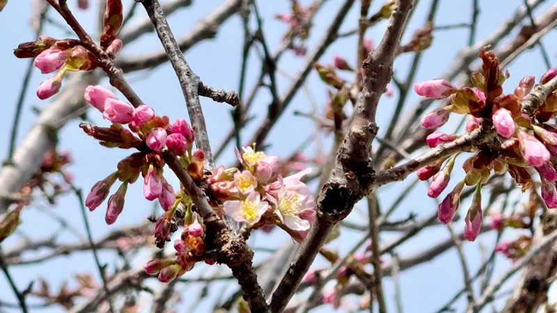 岩内神社参道の桜