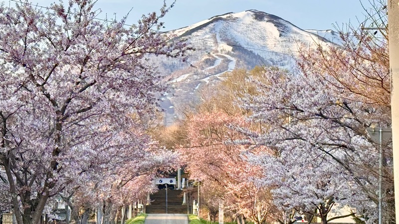 岩内神社参道の桜