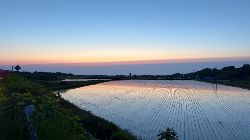 共和町の田んぼ