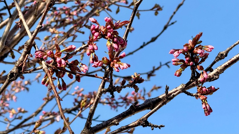 岩内神社参道の桜のつぼみ