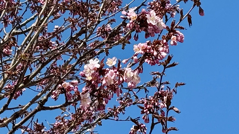 岩内神社参道の桜開花