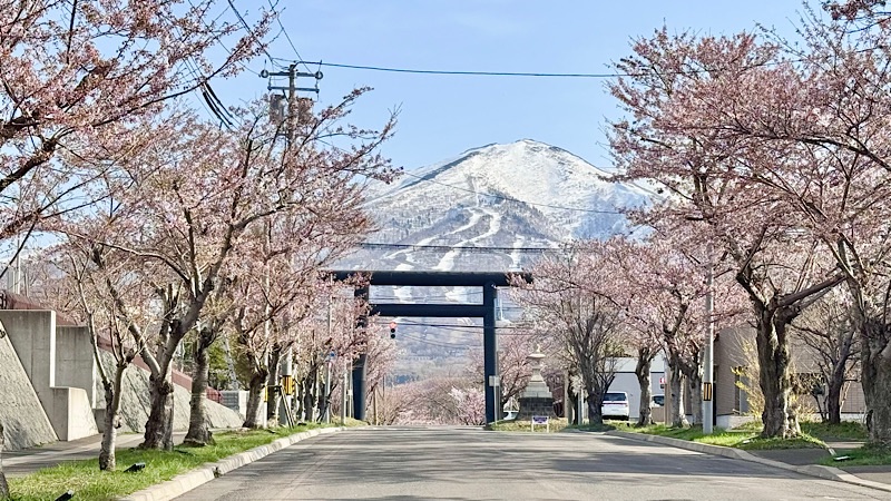 岩内神社参道の桜