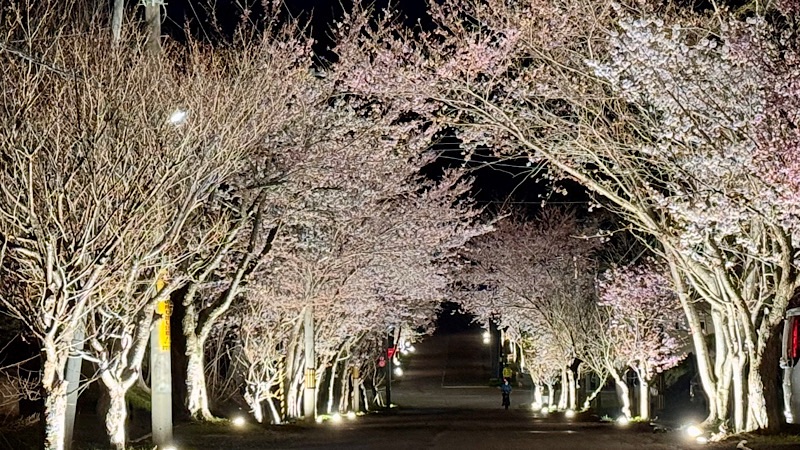 岩内神社参道の夜桜ライトアップ