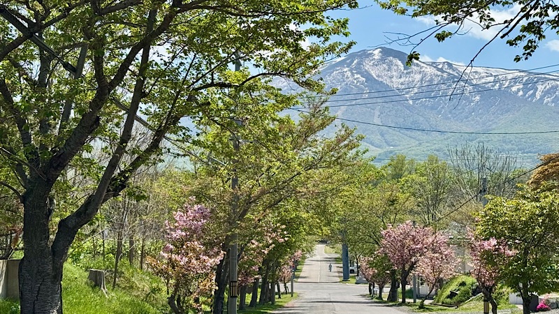 5月初旬の岩内町・共和町では、桜の名残から初夏の景色へ少しずつ変わっていきます。
