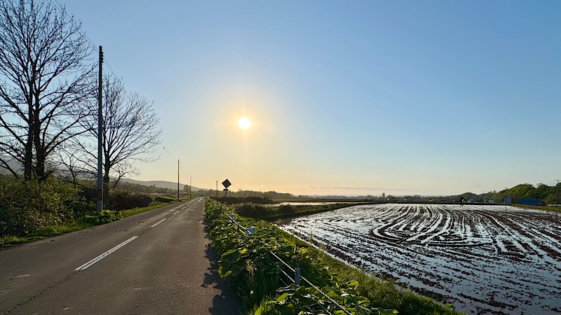 共和町の田んぼ