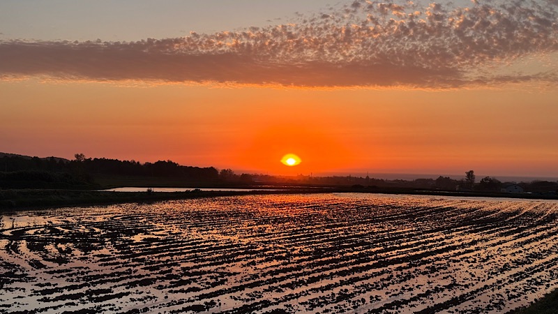 田んぼと夕陽